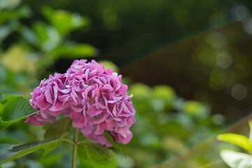 飛鳥の小径：紫陽花