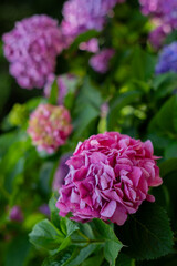 飛鳥の小径：紫陽花