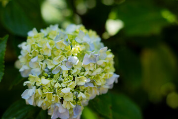 飛鳥の小径：紫陽花