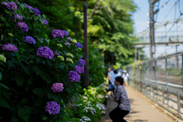 飛鳥の小径：紫陽花
