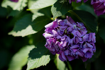 飛鳥の小径：紫陽花