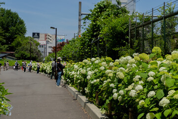 飛鳥の小径：紫陽花