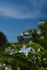 飛鳥の小径：紫陽花と空
