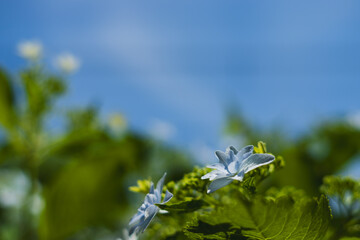 飛鳥の小径：紫陽花