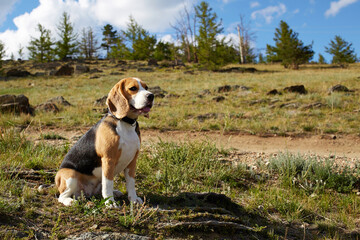 Beagle dog sits quietly in a clearing under a bright blue sky with fluffy white clouds.