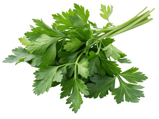 Fresh parsley bunch green herb aromatic culinary ingredient cooking garnish flavor healthy food ingredient 100