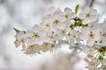 Obraz premium White buds of spring flowers blossoming cherry flowers on a branch, on a white blurred background