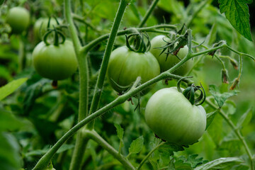 Green unripe fruit vegetable tomato