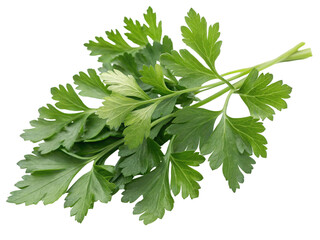 Fresh parsley leaves close up culinary herb ingredient for cooking and garnish on black background isolated