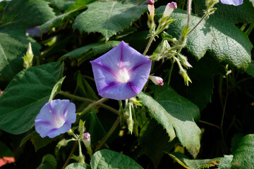 Neon bindweed, climbing garden plant