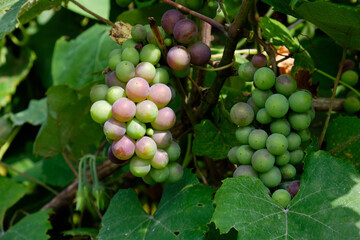 Bunch of green grapes close-up