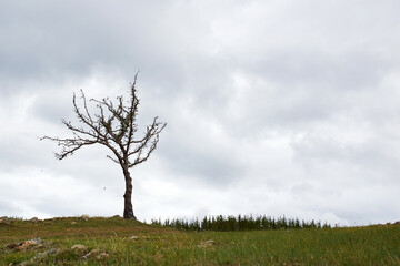 Obraz premium A lonely tree stands on a green hill under a cloudy sky against a calm landscape