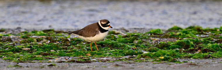 Sandregenpfeifer // Ringed plover (Charadrius hiaticula)