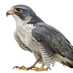 Fototapeta premium Red tailed hawk eagle and golden eagle isolated on white background