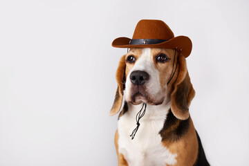 Beagle dog wearing cowboy hat poses for a fun portrait in a studio setting