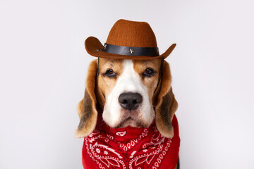 Beagle dog wearing cowboy hat and bandana poses for a fun portrait in a studio setting
