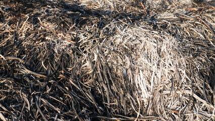close up of straw ash