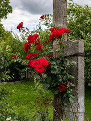 A bunch of red roses growing on a wooden post in a garden