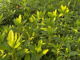 神田川12月：真冬のツツジの緑 2024/12/3