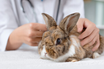 Naklejka premium Rabbit getting a health check up with a veterinarian