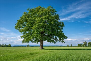 Obraz premium Exploring the Vital Role of Large Oak Trees in Green Grass Fields for a Sustainable Future