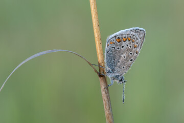 Beautiful nature scene with Common blue (Polyommatus icarus) . Macro shot of Common blue (Polyommatus icarus) on the grass. Butterfly Common blue (Polyommatus icarus) in the nature habitat.