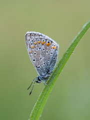 Beautiful nature scene with Common blue (Polyommatus icarus) . Macro shot of Common blue (Polyommatus icarus) on the grass. Butterfly Common blue (Polyommatus icarus) in the nature habitat.