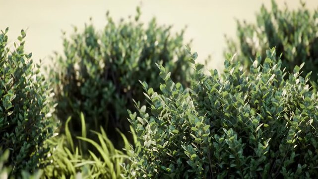 Bushes and Grasses Illuminated by Sunlight Rotating at Eye Level For Natural Garden Ambience
