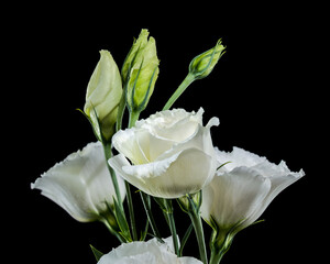 White Eustoma Flowers and Buds on a Deep Black Background