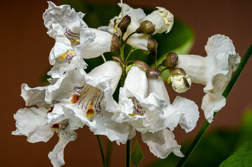 atalpa Speciosa in Bloom A Close-Up of White Fragrant Flowers