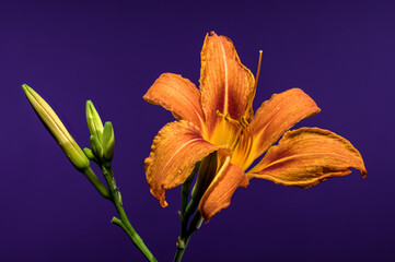 Orange Daylily Bloom on a Bold Purple Background