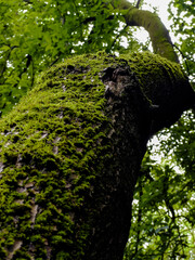 A tree covered in moss is shown in a forest