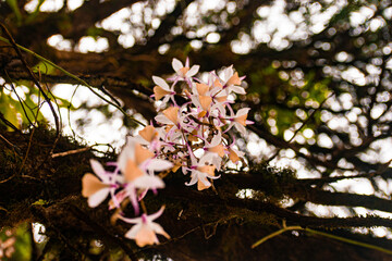 pink magnolia flowers