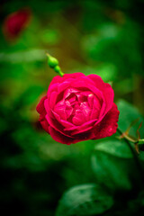 red rose in garden