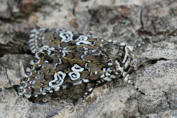 Closeup on the colorful owlet moth,  Lamprosticta culta sitting on wood