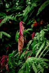 red and green leaves