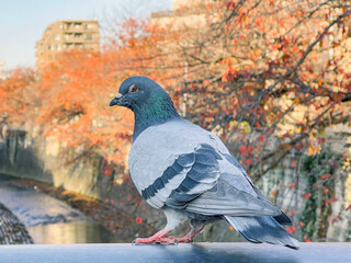 神田川12月：紅葉と鳩 2024/12/2
