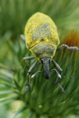 Vertical closeup on a large yellow colored weevil,  Larinus latus, a parasite on thistles