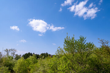 新緑と青空