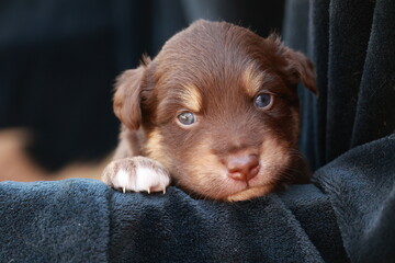 Brown puppy is laying on a black blanket