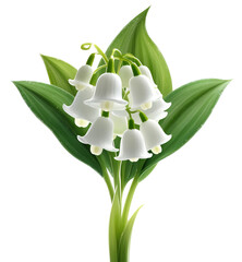 Lily of the Valley flower isolated on a white background
