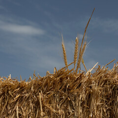 Summer harvest of wheat and other cereal crops