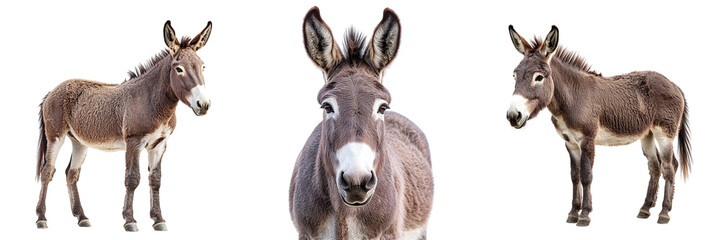 Set Cute Donkeys Isolated Transparent