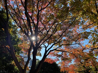 神田川11月：紅葉と太陽 2024/11/29