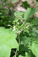 Takokak or turkey berry or mini eggplant. Which grows wild in the backyard garden.