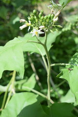 Takokak or turkey berry or mini eggplant. Which grows wild in the backyard garden.
