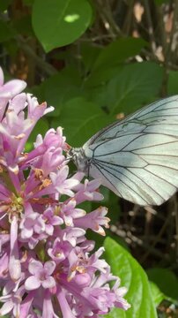Vertical video of a white butterfly (Lat. Pieridae) drinking nectar from lilac flowers on a sunny summer day. Close-up view. Floral background. Beautiful summer landscape