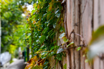 나무, 네이처, 껍질, 목초, 나이든, 자작나무, 여름, 소나무, 공원, 담쟁이, 이끼, 나뭇잎, 식물, green