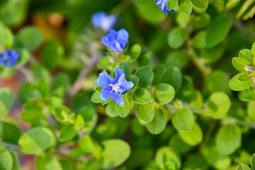blue flowers in the garden