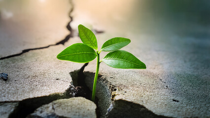 a small green plant growing from the cracks of a broken wall, symbol of hope
